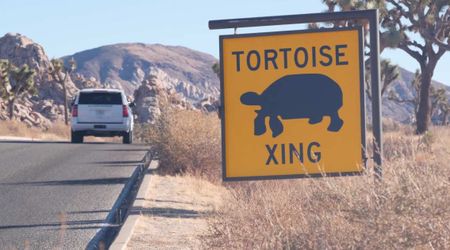 California’s Mojave Desert Is an Off-Roading Favorite. It's Now Shut Down to Protect a Rare Animal