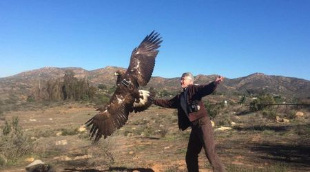 Scientists Tagged Golden Eagles to Find What’s Killing Them. It Led to a ‘Death Vortex’ in Nevada