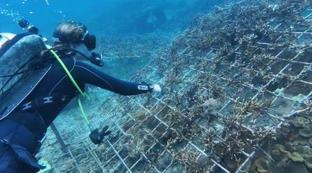 Diver Planted 400,000 Corals on a Dying Reef in Bali. Then, Surprising Visitors Showed Up