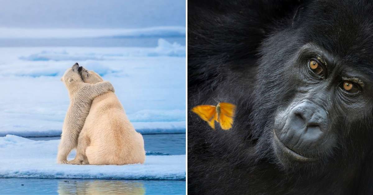 (L) Silver winner of the 'Behaviour – Mammals' category; (R) Gold winner of the 'Animal portraits' category. (Cover Image Source: World Nature Photography Awards 2026/(L) Michael Stavrakakis; (R) Mary Schrader)