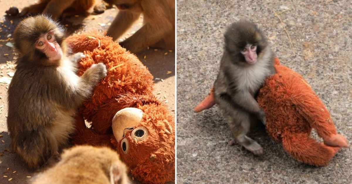 A baby Japanese macaque named Punch with his plushie. (Cover Image Source: X | @ichikawa_zoo)