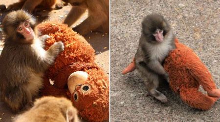 Why Was Punch, The Viral Monkey, Abandoned by His Mother? Zookeeper Offers an Explanation