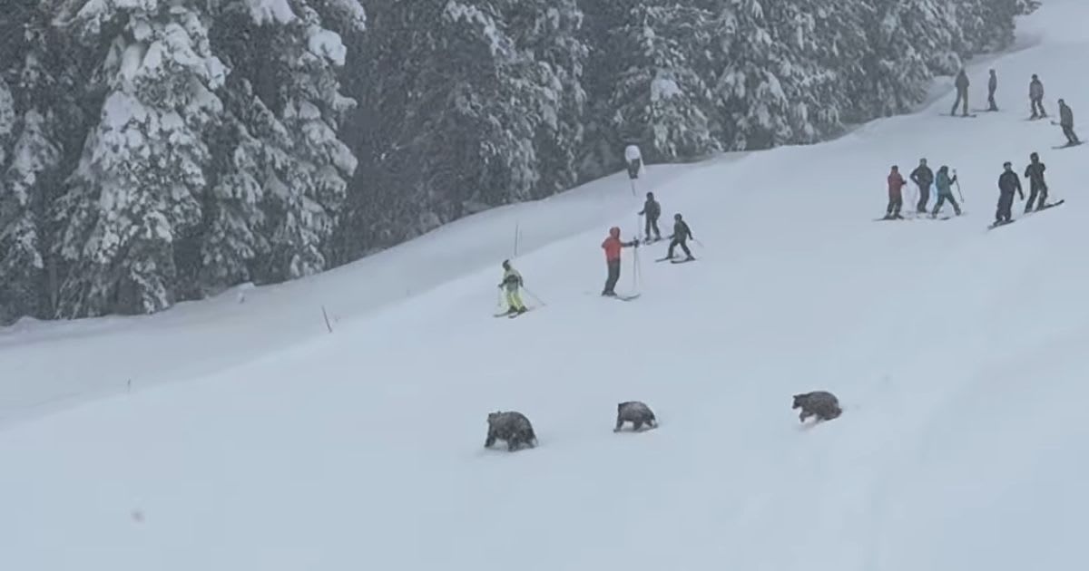 Three bears spotted across a California ski slope. (Image Source: Instagram | @barclay.weyhrauch)