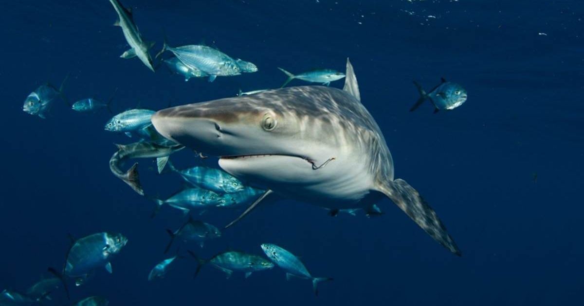 A blacktip shark swims among fish with a hook still in its mouth (Cover Image Source: Florida Atlantic University)