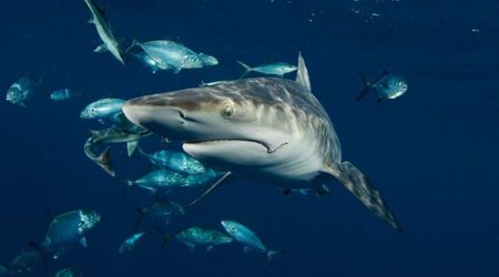 Scientists Try Unique Method to Keep Sharks Off Fishing Hooks in Florida. Surprisingly, It Works
