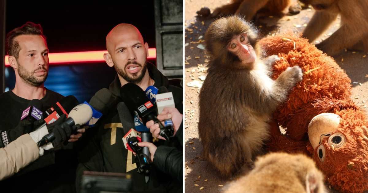 (L) The Tate Brothers; (R) Punch, the viral baby Japanese monkey with his plushie (Cover Image Source: (L) Getty/Andrei Pungovschi | (R) X/@ichikawa_zoo)