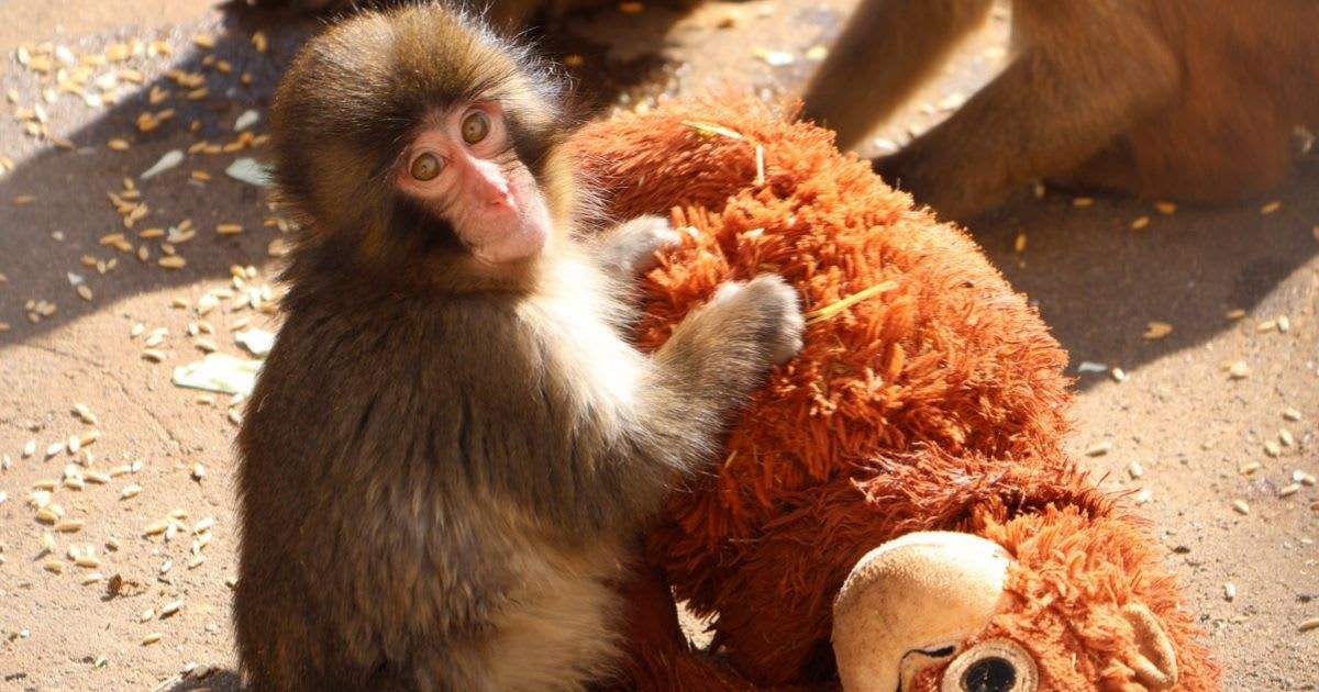 Punch, the baby macaque with his stuffed toy (Cover Image Source: X | @ichikawa_zoo)