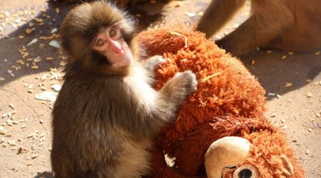 Loneliness Isn't Punch, The Monkey's Only Problem. His Zoo's Poor Living Condition Is Now Flagged