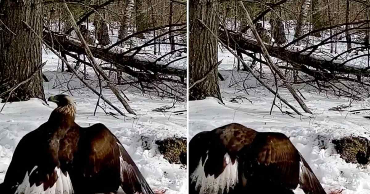 Rare Golden eagle spotted in Maine (Cover Image Source: Facebook | Backyard Wildlife Maine)
