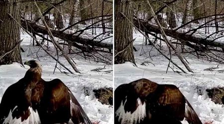Woman Was Stashing Away Roadkill Deer in Maine When Two Extremely Rare Creatures Showed Up