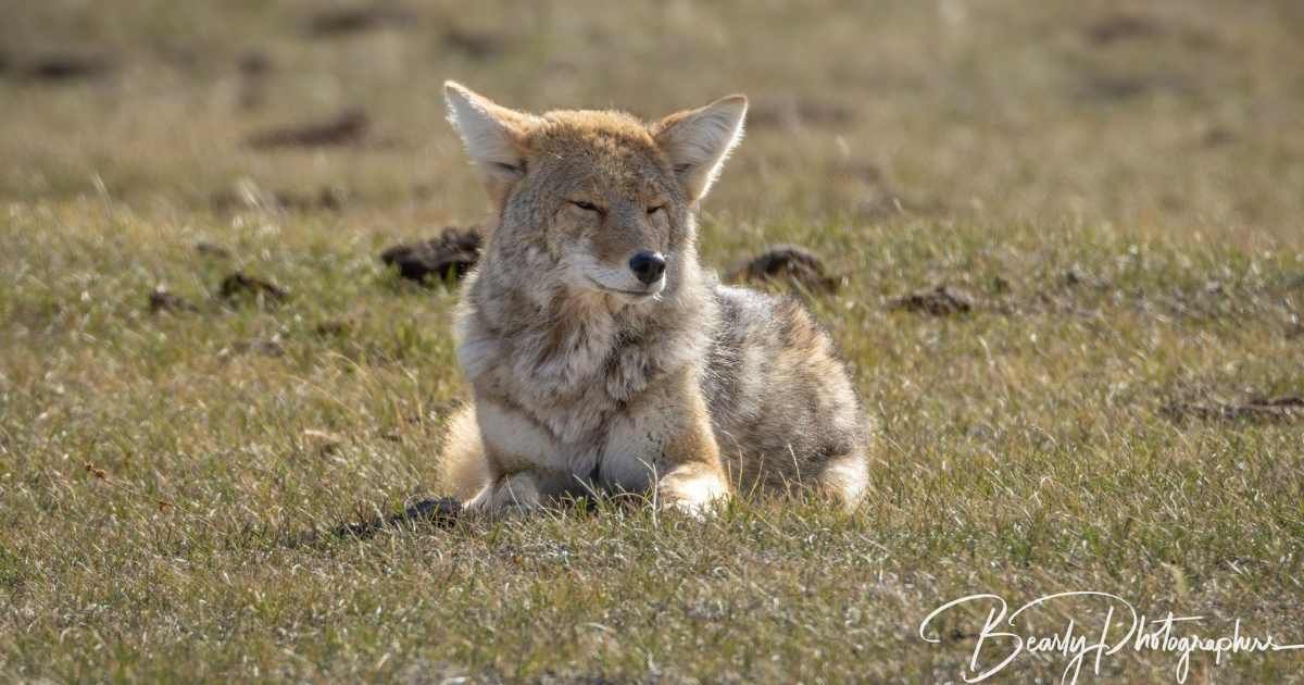 Limpy with an injury on his rear leg (Image Source: Facebook | BearlyPhotographers)