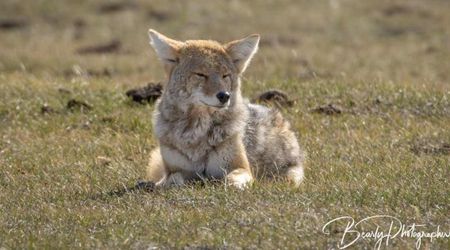 Yellowstone’s Beloved Coyote ‘Limpy’ Is Popular for Pranking Visitors. But He’s Now Nearing His End