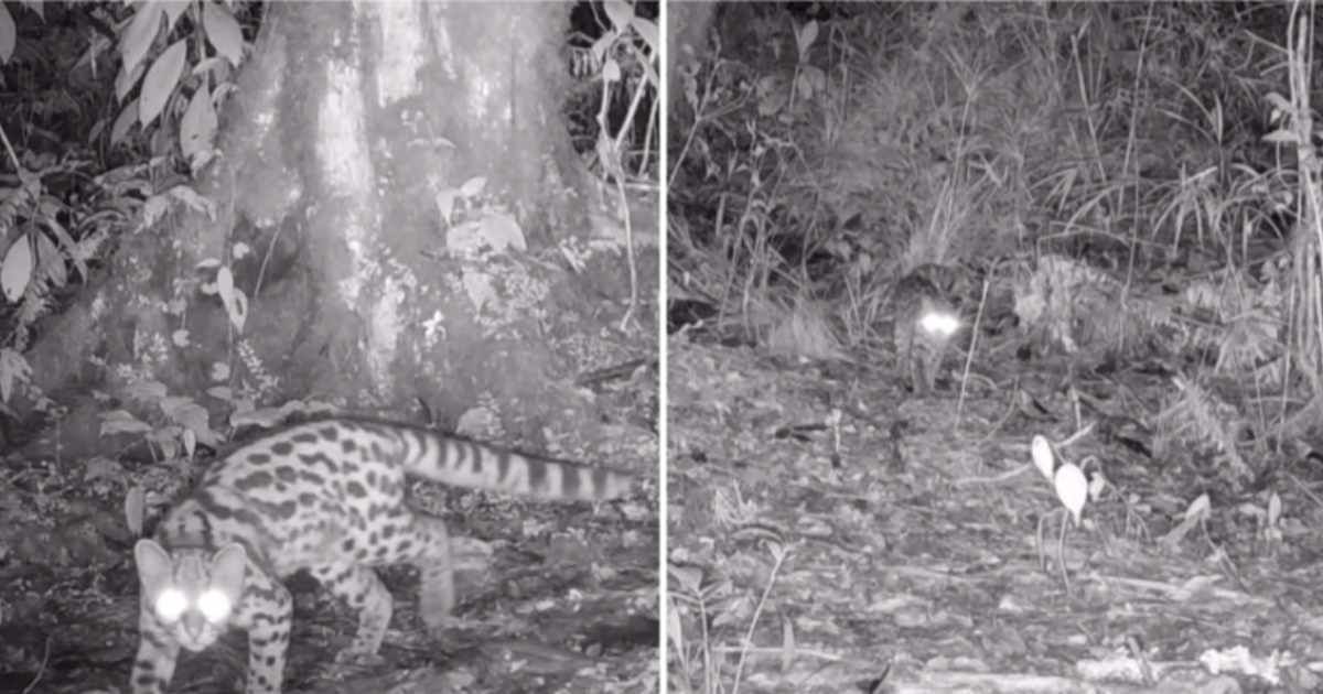 Margay, aka the ghost of canopy, gets captured in a trail camera. (Cover Image Source: Instagram | @coralmayaconservation)