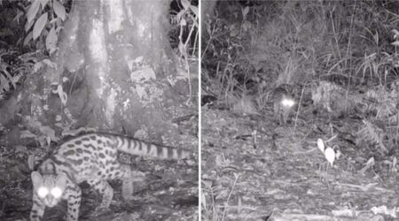 Camera Traps Finally Capture Rare ‘Ghost of the Canopy’ Wild Cat in Remote Guatemala Forest