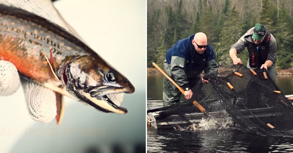 Ongoing conservation process of brook trout (Cover Image Source: YouTube | Department of Environmental Conservation)