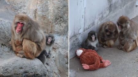 Why is Punch, The Viral Monkey, Being Bullied? A Strange Animal ‘Hierarchy’ Could Be to Blame