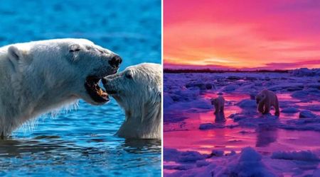 Photographer Spent 33 Days with Arctic's Polar Bears. His 10 Photos Give a Peak into Their Unique Life