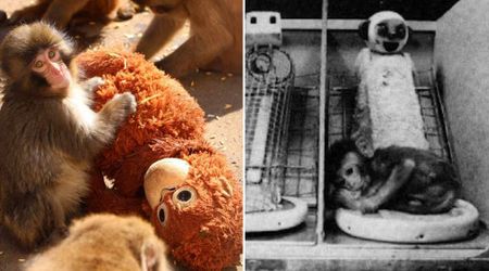 Why Did Punch the Viral Monkey Adopt an IKEA Plushie as His Mother? A 1957 U.S. Experiment Explains