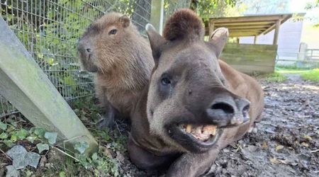 Why a Zoo Made the Emotional Decision to Euthanize Two Best Friends — Capybara and Tapir — Together