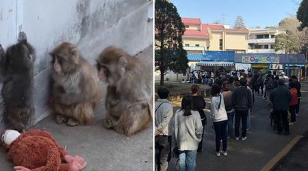 Sharing Videos of Punch, The Viral Monkey Isn't Helping Him. PETA Says It's Making Things Worse