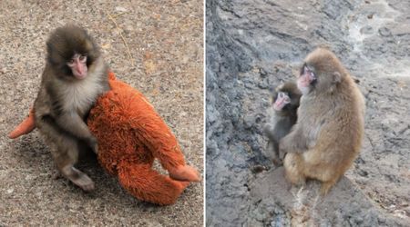 Is Punch The Viral Monkey Sick? Zoo Responds to Concerns Over the Macaque's Hair Loss