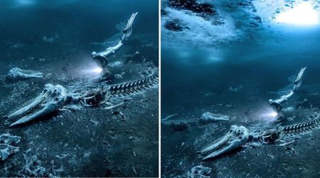 Photographer Stumbles Upon a Hidden 'Whale Graveyard' Beneath Greenland's Ice