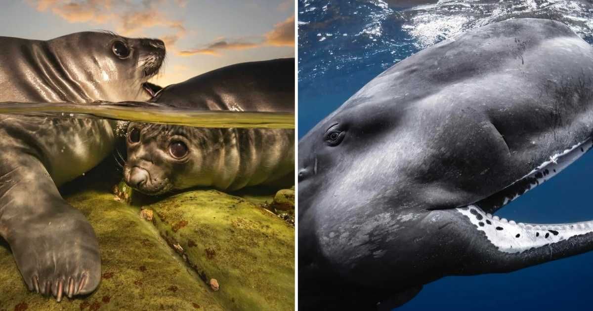 (L) Rockpool Rookies by Matty Smith; (R) Happy Baby by Cecile Gabillon Barats (Cover Image Source: Underwater Photographer of the Year 2026 award)