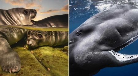 10 Winning Images From 2026 Underwater Photographer of the Year Awards That Celebrate Life Beneath Waves
