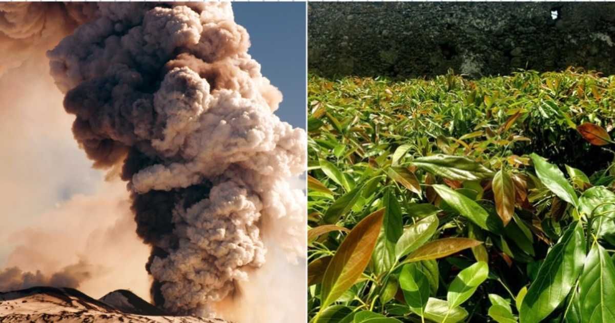 (L) Mount Etna ashfall; (R) Sicilian farmer Andrea Passanisi's farm. (Cover Image Source: (L) Getty Images | Roberto Schillaci; (R) Facebook | @Andrea Passanisi)