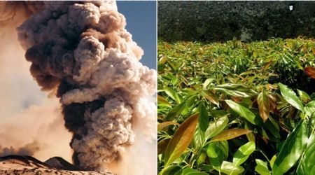 Farmers in Italy Tried Using Falling Volcanic Ash as Fertilizer and Found Unexpected Results