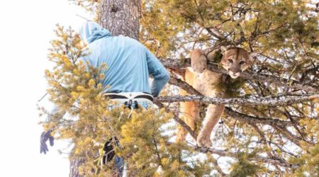 Scientists Are Doping Up Mountain Lions in Yellowstone. And It’s For the Simplest of Reasons