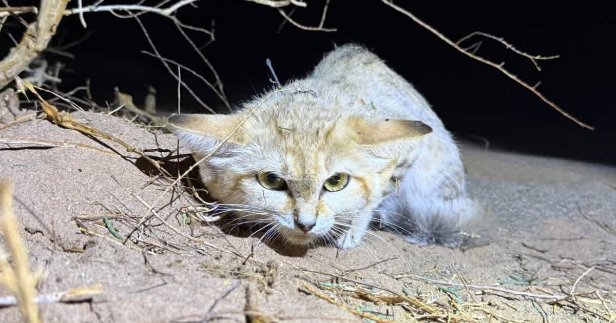 Scientists in Saudi Arabia fitted GPS trackers in the collars of wild sand cats (Cover Image Source: X | @PMBSRReserve)