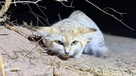Scientists Finally Track Elusive 'Ghost of the Desert.' Data From GPS Collars Reveal Their Secret Lives