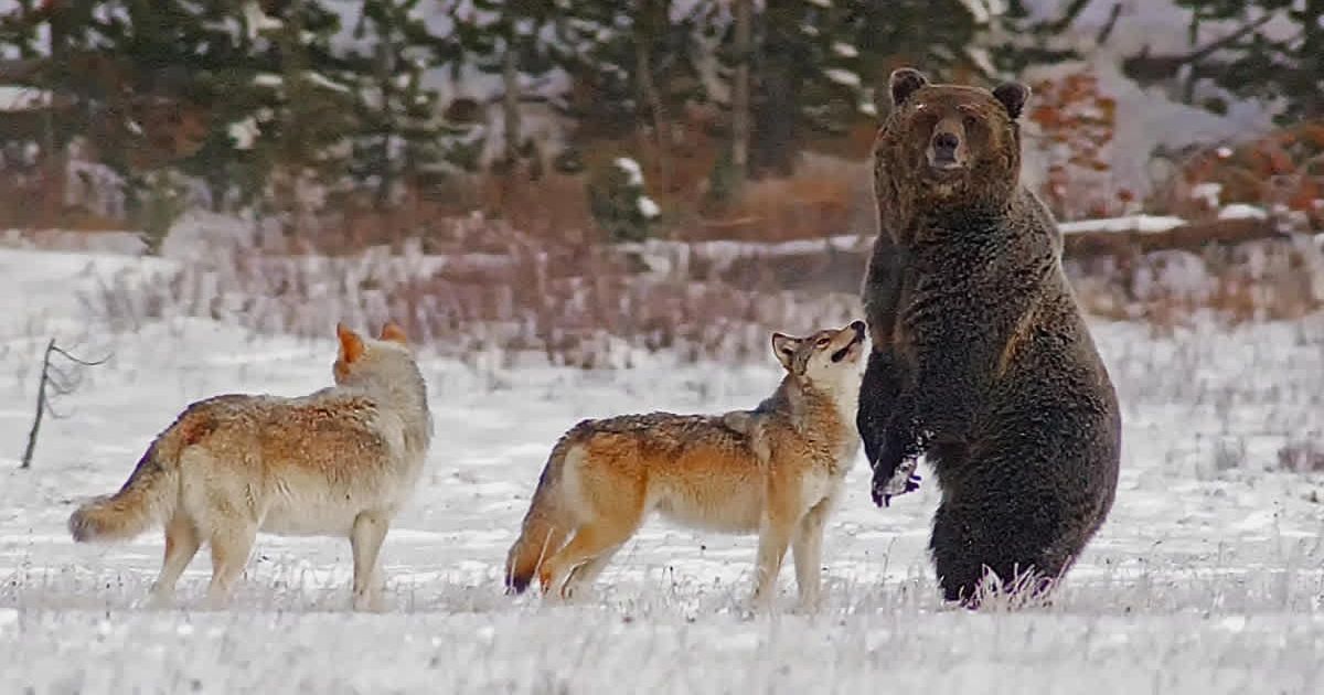 Photographer captured a rare, almost impossible sighting of a grizzly standing with two wolves in Yellowstone. (Cover Image Source: Facebook | Pete Bengeyfield)