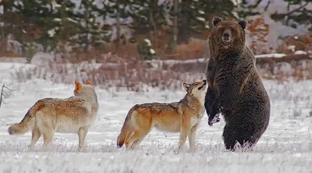Man Captures Yellowstone’s Wolves Playing with a Grizzly. But Things Aren't as Friendly as It Seems