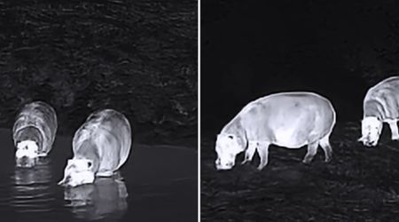 Camera Traps Film Extremely Rare Pigmy Hippos. Footage Gives Unseen Peak into Their Secretive Lives