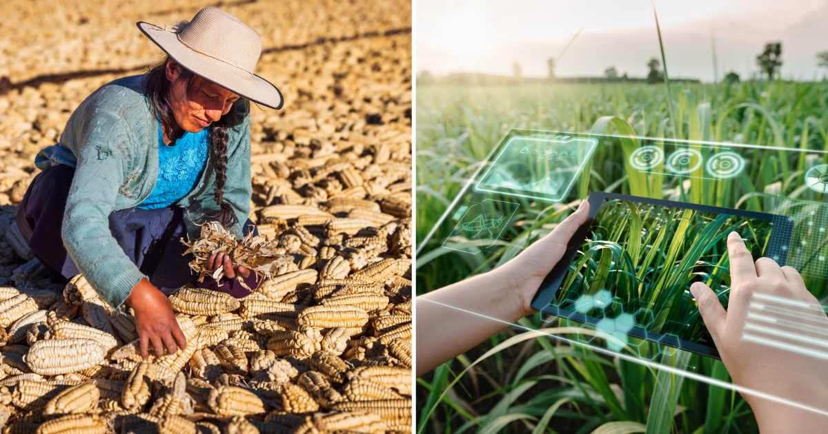 (L) Peruvian woman drying corn on the cob (R) Farm Worker Using Virtual Reality AI to Analyze Plant Disease in Sugarcane Fields. (Cover Image Source: Getty Image | (L) hadynyah | (R) KDP)