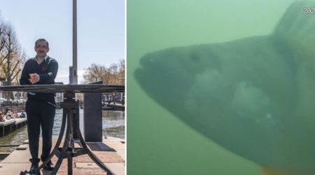 Ringing This Bell Lets Real Fishes Pass Through a Dutch Canal: How to Ring It from Around the World