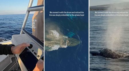 Photographer Films a Humpback Whale Off Hawaii’s Coast and Soon Realizes It’s In Grave Danger