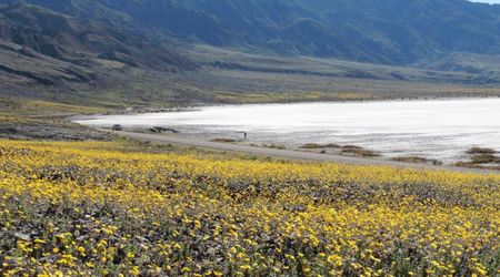 Death Valley National Park Witnesses Its Best Superbloom In a Decade. But The Peak Won’t Last Long