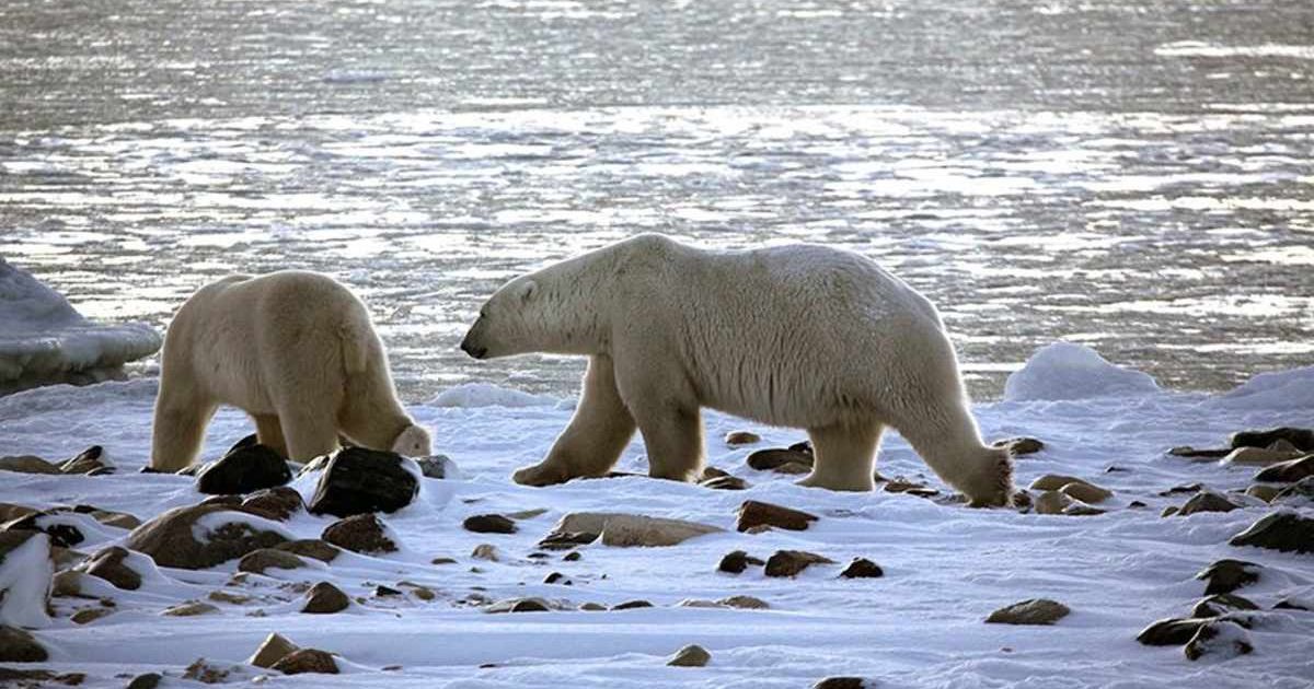 In Inuit knowledge, a nanurliut is a giant bear that lives mostly at sea and rarely comes ashore. (Cover Image Source: University of Saskatchewan)