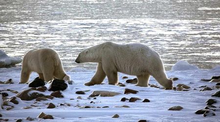 Are Polar Bears Actively Hunting Humans? Scientists Reveal Why Sightings Near Houses Have Increased