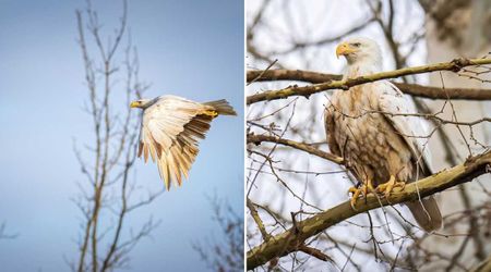 Photographer Patiently Waits for 8 Hours to Capture Rare Shot of the 'Ghost of the Ozarks' in Missouri