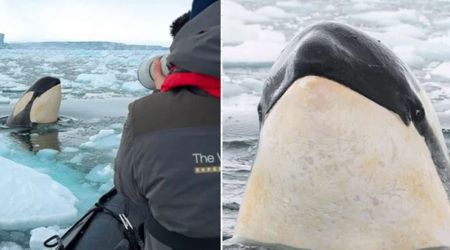 Pod of Killer Whales Swarmed a Small Boat in Antarctica. Then, They Started 'Spy-Hopping' Around It