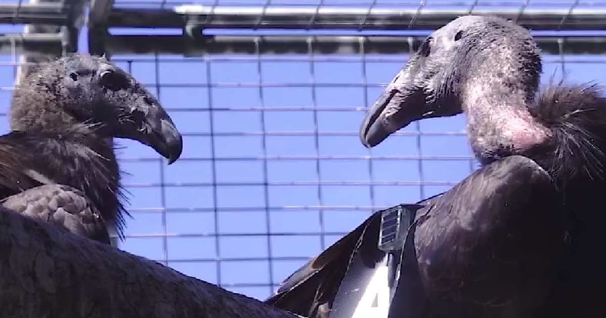 A condor couple sitting on a tree bark in California. (Cover Image Source: Instagram | @theyuroktribe)
