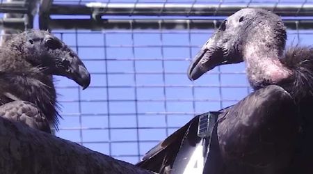 Endangered Condors Make Historic Return to California After 100 Years. It Looks Like They’ve Laid an Egg