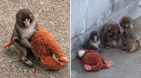 Why Has Punch The Viral Monkey Outgrown His IKEA Plushie?