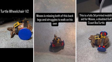 Netizens Help Aquarist Create Unique 3D-Printed Wheelchair for Injured Turtle. It Can Now Walk Again