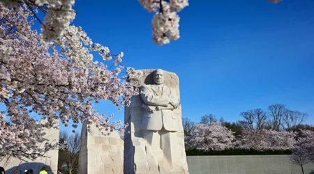 D.C.’s Viral Cherry Blossoms About to Hit Peak Bloom Soon. NPS Reveals Key Dates