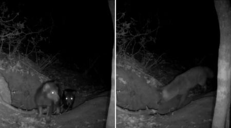 WATCH: First-Ever Video of a Red Fox Attacking a Wolf Pup Shows Disturbing Animal Hierarchy Swap